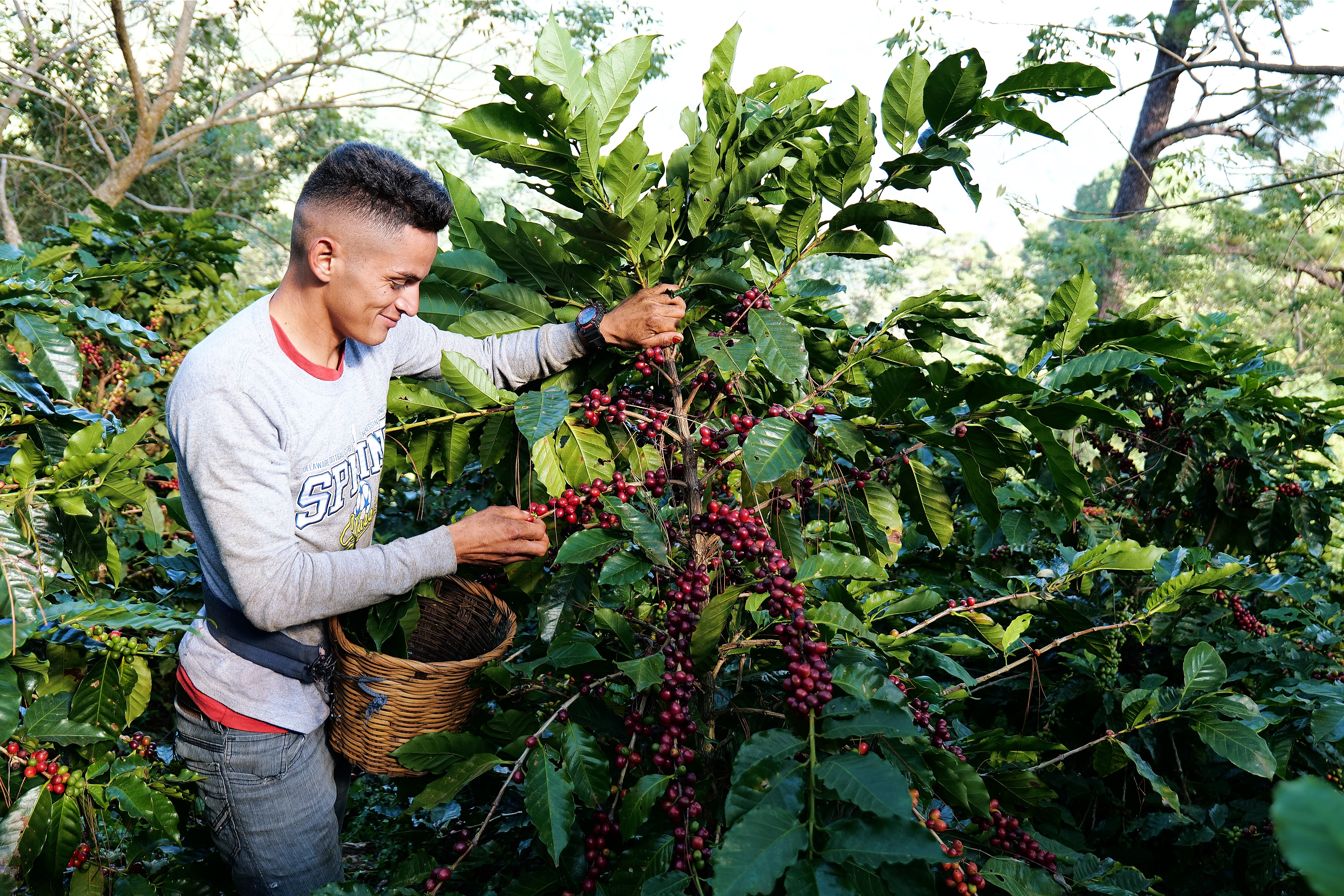 Cortador de café