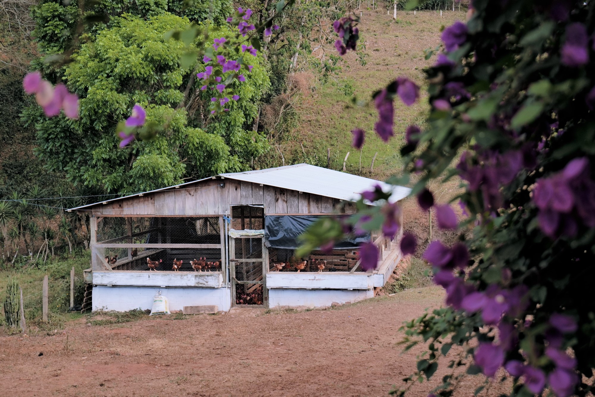 Gallinero Hacienda Montecristo